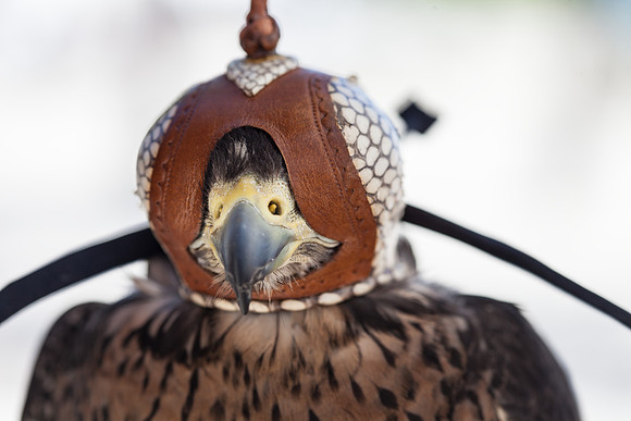 7036_DG_Fisher_Island_Bird_Falcon_Miami_FL_IMG_2176