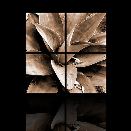 POLYPTYCH_SEPIA_PLANT_001-29
