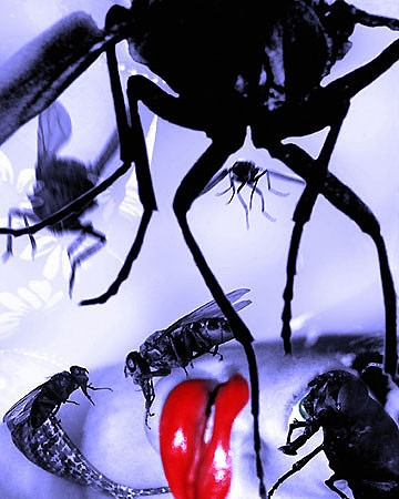 64©Leidmann-Tox149  70x50cm