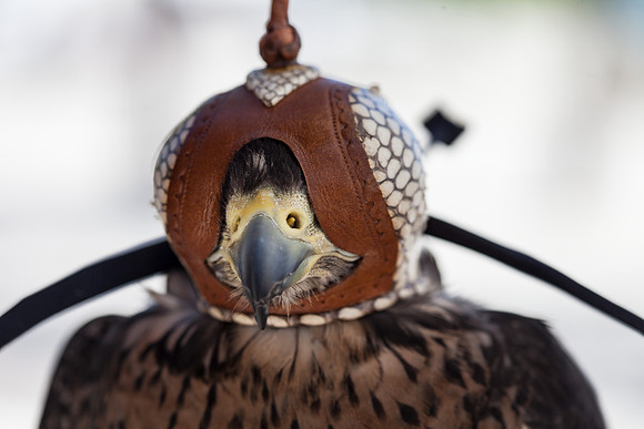 7036_DG_Fisher_Island_Bird_Falcon_Miami_FL_IMG_2178