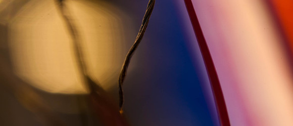 3029_macro_photography_5L8Y9630_botom
