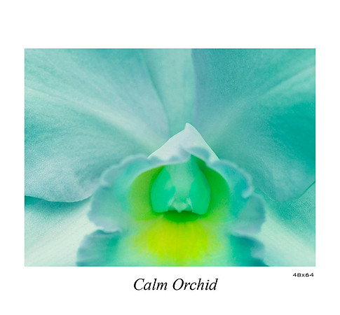 Calm Orchid