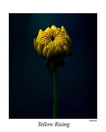 Yellow Rising