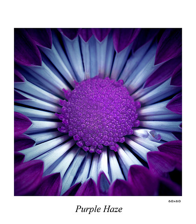 Purple Haze