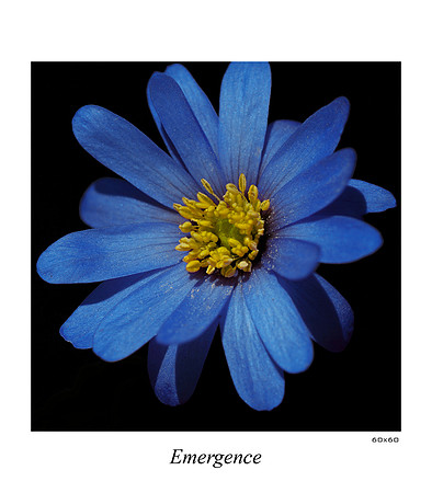 Emergence