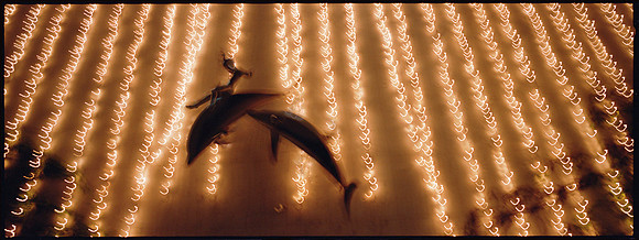 Landscap_Dolphins