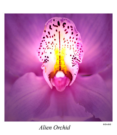 Alien Orchid