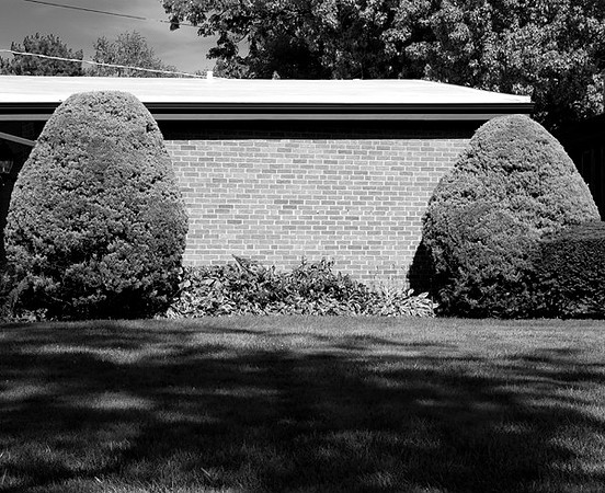 2bigbushes_prt
