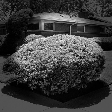 bigbush_sq_bw_prt