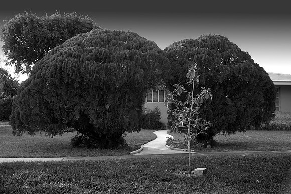 fla_2bigbushes