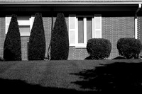 5bushes_bw_prt