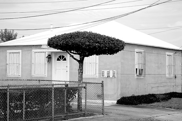 fla_umbrellatree_1722bw