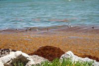 20260524_Birds_Sea Weed_Fisher_DSC05541