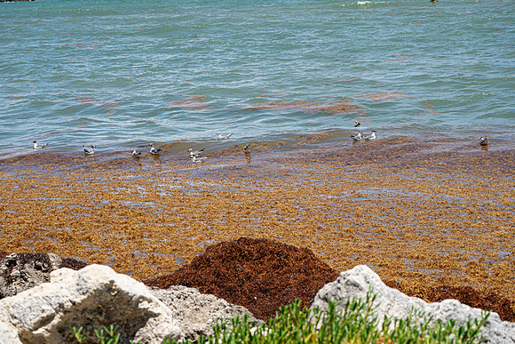 20260524_Birds_Sea Weed_Fisher_DSC05541