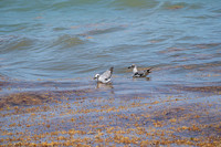 20260524_Birds_Sea Weed_Fisher_DSC05529