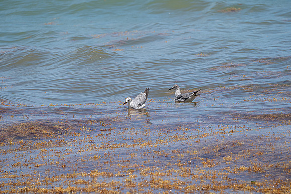20260524_Birds_Sea Weed_Fisher_DSC05529