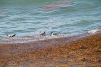 20260524_Birds_Sea Weed_Fisher_DSC05538