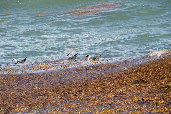 20260524_Birds_Sea Weed_Fisher_DSC05538