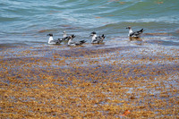 20260524_Birds_Sea Weed_Fisher_DSC05512