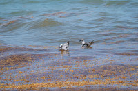 20260524_Birds_Sea Weed_Fisher_DSC05526