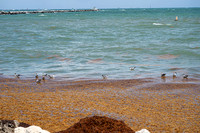 20260524_Birds_Sea Weed_Fisher_DSC05549
