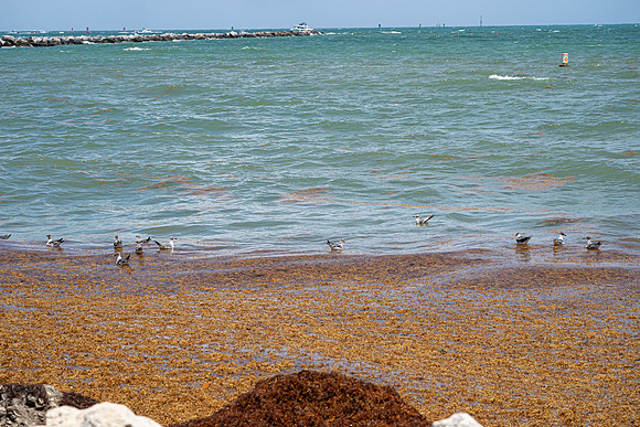 20260524_Birds_Sea Weed_Fisher_DSC05549