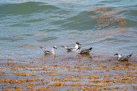 20260524_Birds_Sea Weed_Fisher_DSC05555