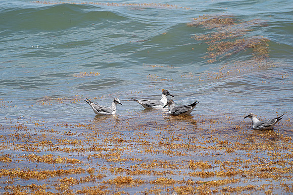20260524_Birds_Sea Weed_Fisher_DSC05555