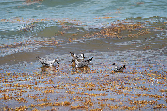 20260524_Birds_Sea Weed_Fisher_DSC05556