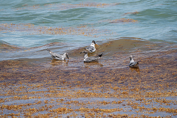 20260524_Birds_Sea Weed_Fisher_DSC05559