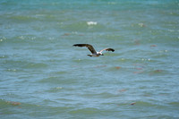 20260524_Birds_Sea Weed_Fisher_DSC05577