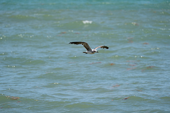20260524_Birds_Sea Weed_Fisher_DSC05577