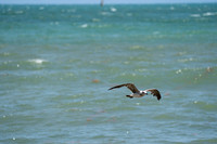 20260524_Birds_Sea Weed_Fisher_DSC05578