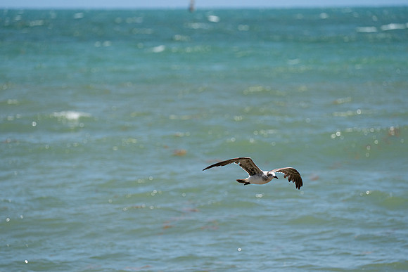 20260524_Birds_Sea Weed_Fisher_DSC05578