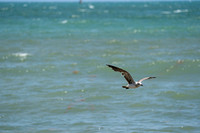 20260524_Birds_Sea Weed_Fisher_DSC05579
