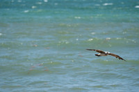 20260524_Birds_Sea Weed_Fisher_DSC05581