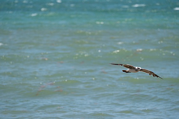 20260524_Birds_Sea Weed_Fisher_DSC05581