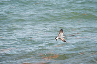 20260524_Birds_Sea Weed_Fisher_DSC05587