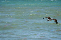 20260524_Birds_Sea Weed_Fisher_DSC05583