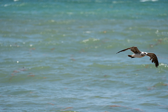 20260524_Birds_Sea Weed_Fisher_DSC05583