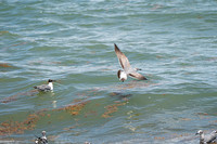 20260524_Birds_Sea Weed_Fisher_DSC05586