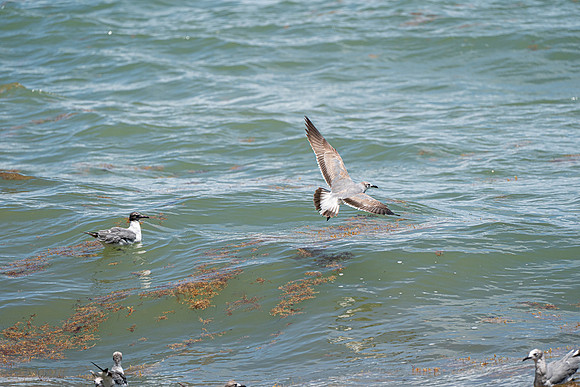 20260524_Birds_Sea Weed_Fisher_DSC05586