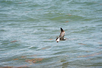 20260524_Birds_Sea Weed_Fisher_DSC05589
