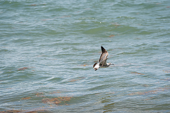 20260524_Birds_Sea Weed_Fisher_DSC05589