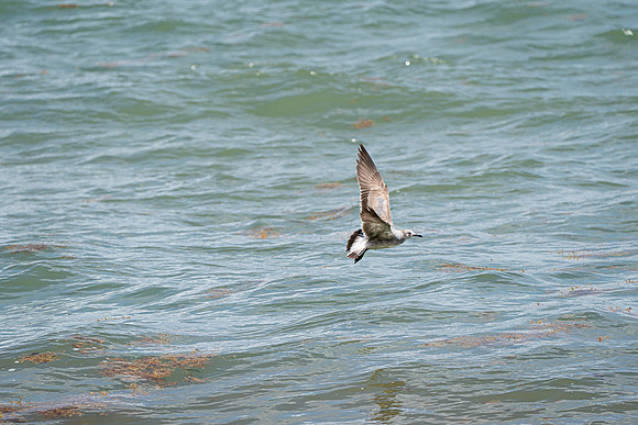 20260524_Birds_Sea Weed_Fisher_DSC05590