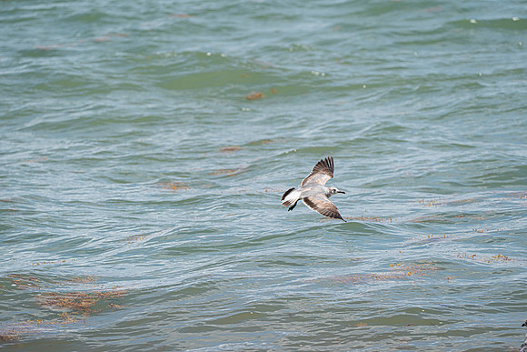 20260524_Birds_Sea Weed_Fisher_DSC05591