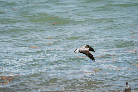 20260524_Birds_Sea Weed_Fisher_DSC05592