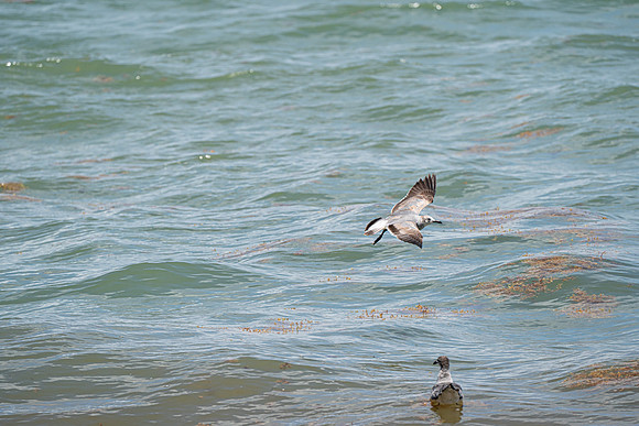 20260524_Birds_Sea Weed_Fisher_DSC05595