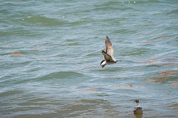 20260524_Birds_Sea Weed_Fisher_DSC05594