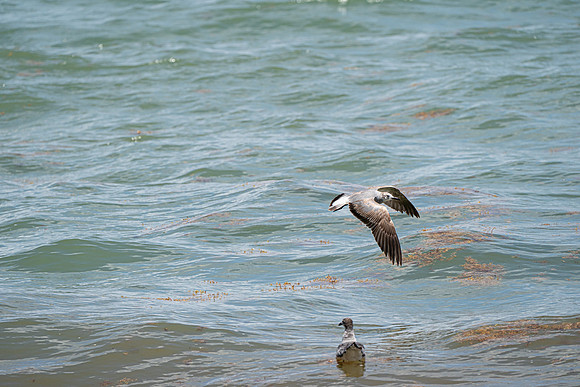 20260524_Birds_Sea Weed_Fisher_DSC05596